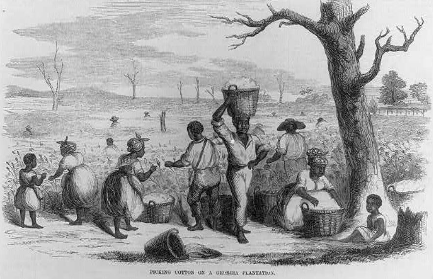 Picking cotton on a Georgia plantation
